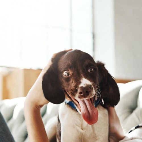 Someone sitting with a dog on the couch in the living room of one of our apartments for rent in Kent, WA.